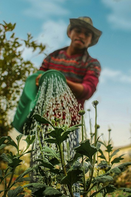A gardener wearing a wide-brimmed hat and a red-patterned shirt waters leafy green crops with a large watering can under a blue sky.